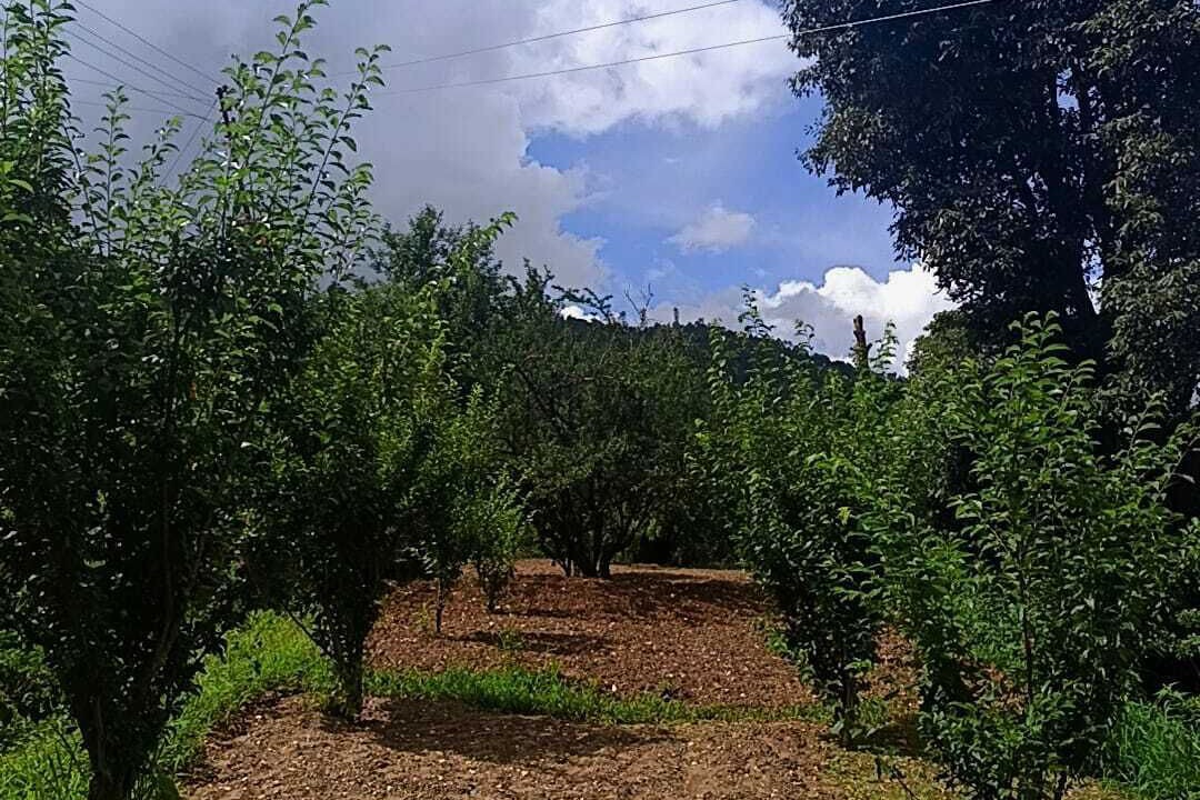 Photo of Outdoor in Mukteshwar