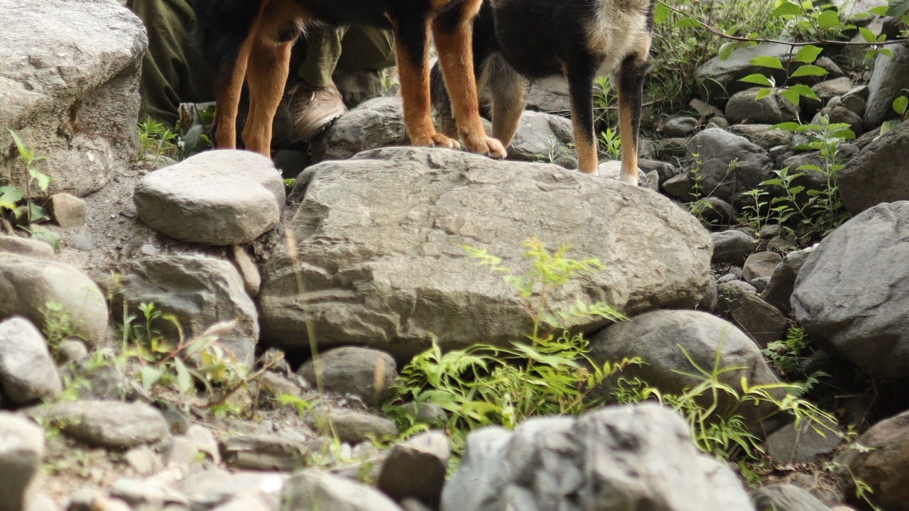 Photo of Others in Manali