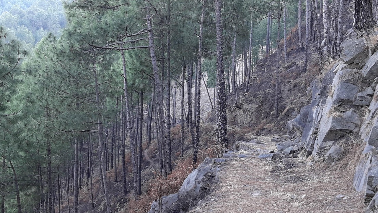 Photo of Others in Kumarhatti