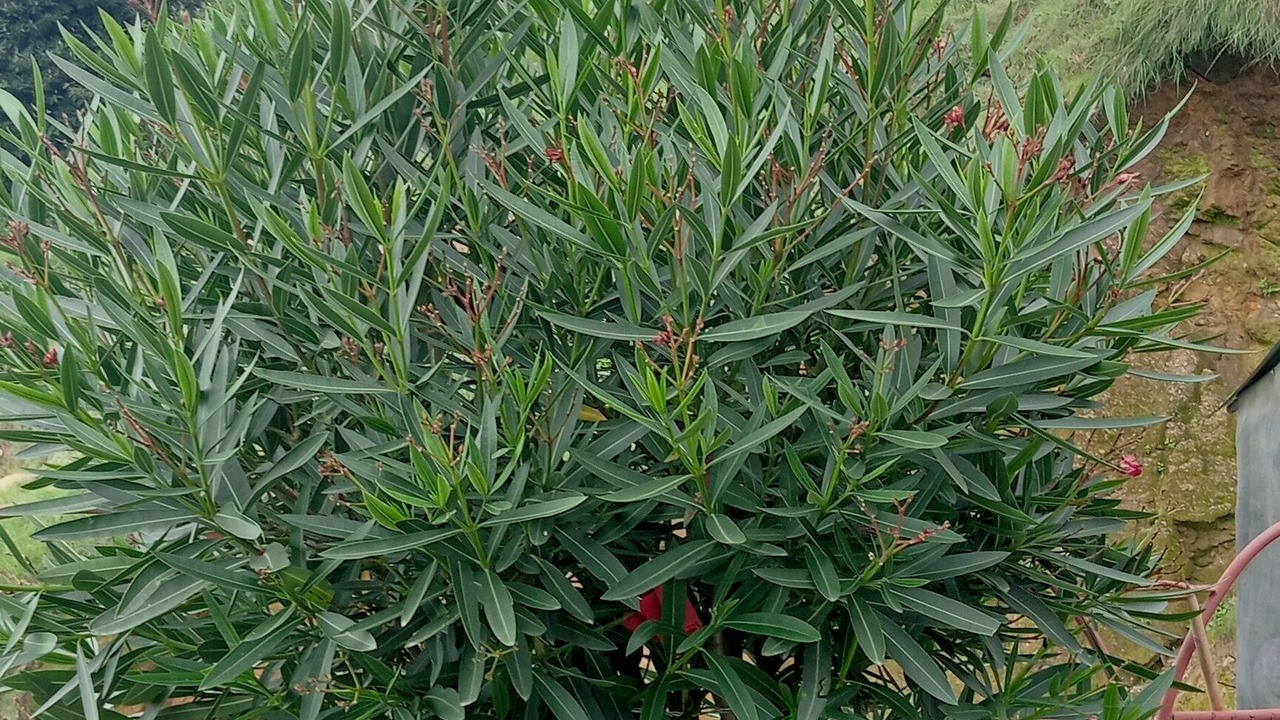 Photo of Outdoor in Renuka