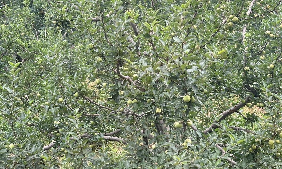 Photo of Others in Manali