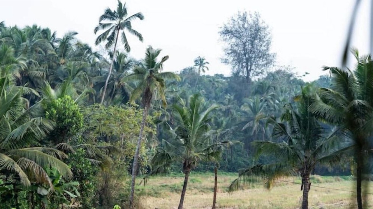 Photo of Others in Mandrem