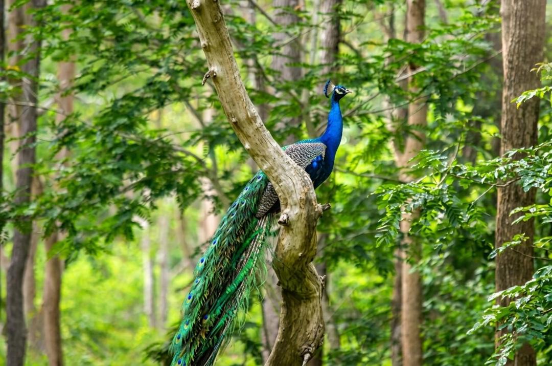 Photo of Others in Kodaikanal