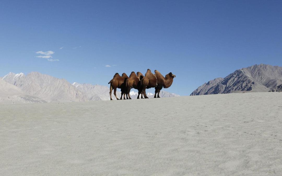 Photo of Others in Nubra Valley