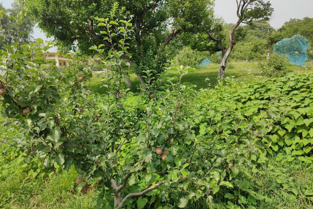 Photo of Outdoor in Kanatal