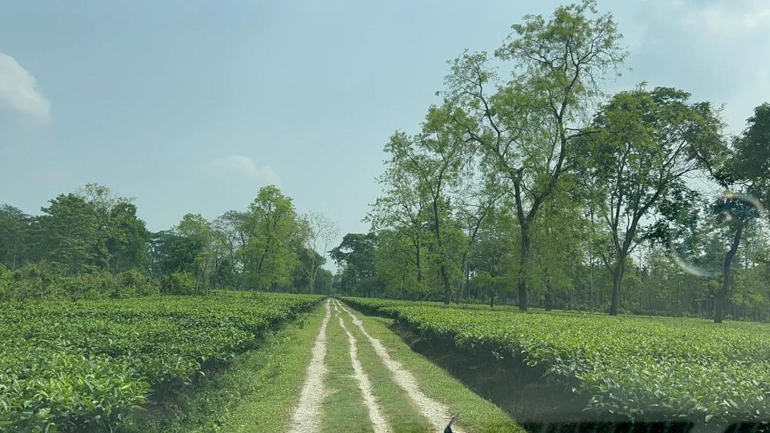 Photo of Others in Alipurduar