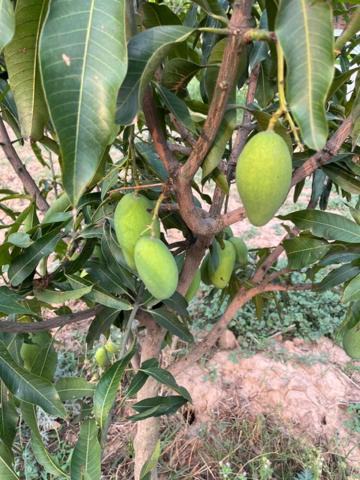 Photo of Outdoor in Sanghol