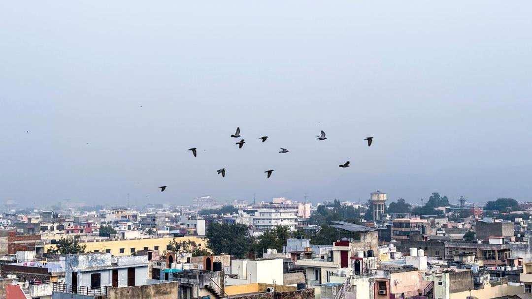 Photo of Others in Pink City