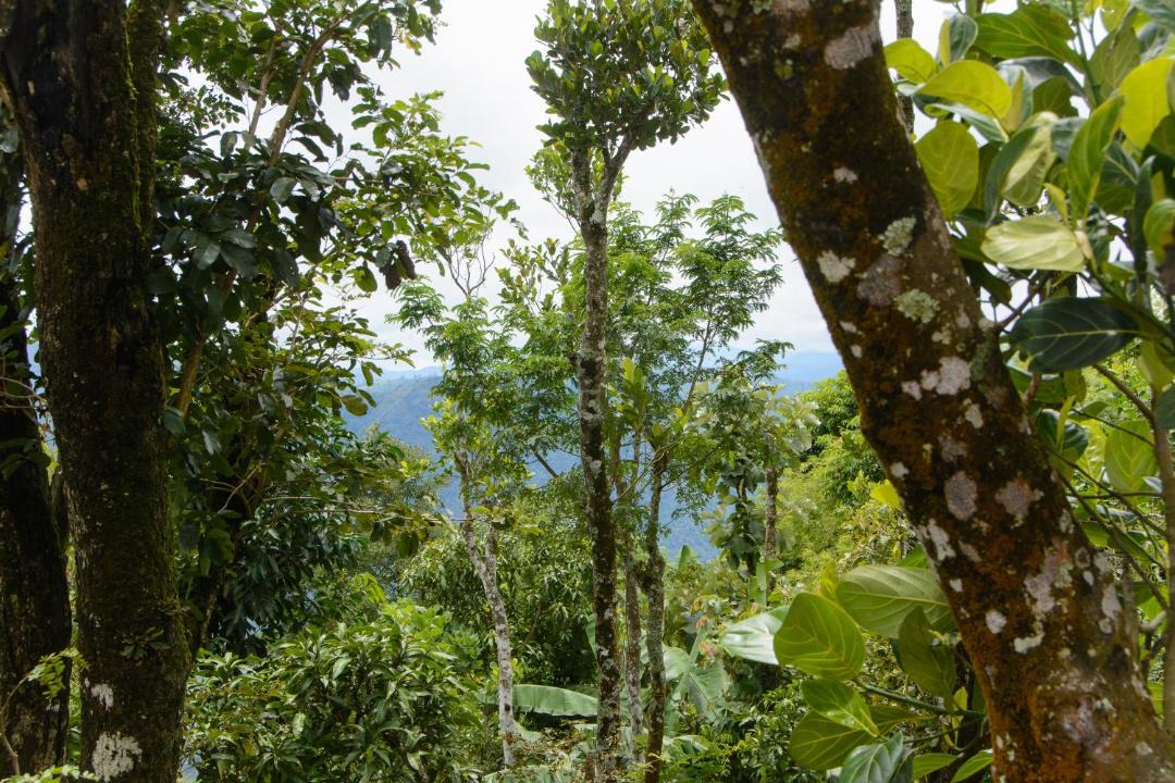 Photo of Others in Chellarcovil