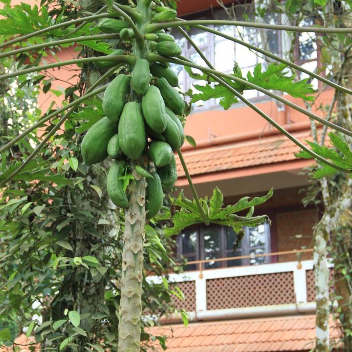 Photo of Others in Chellarcovil