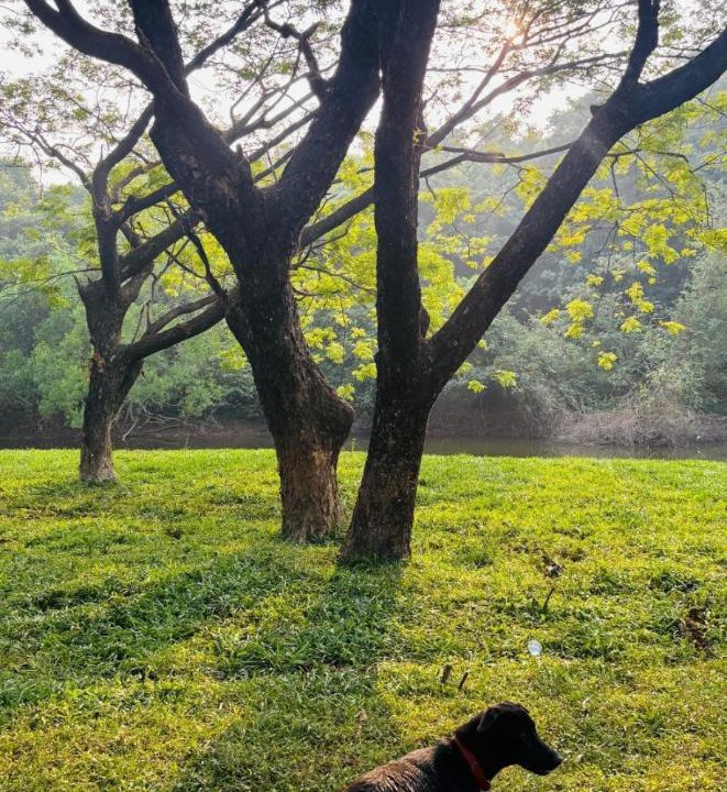 Photo of Others in Netravali