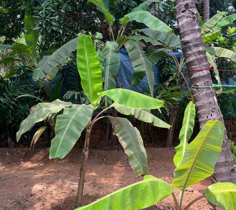 Photo of Others in Patnem
