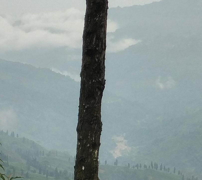Photo of Others in Darjeeling