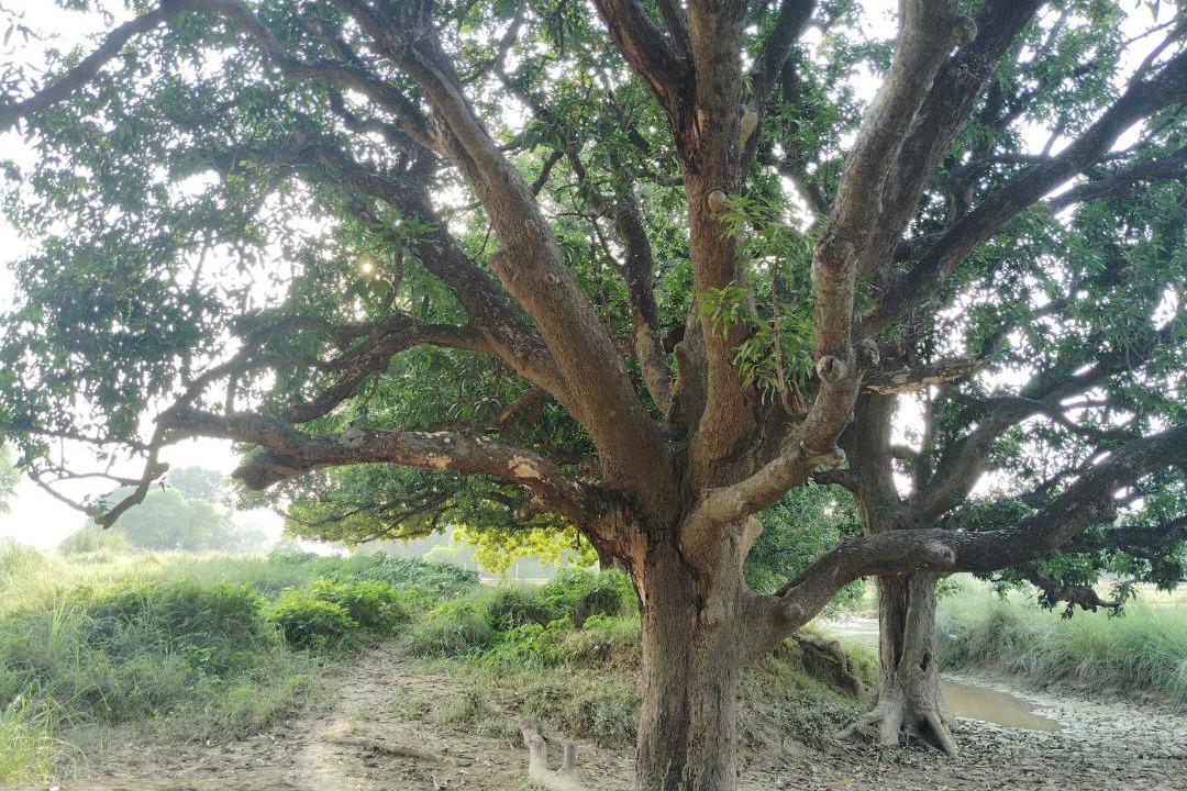 Photo of Others in The Mall Road