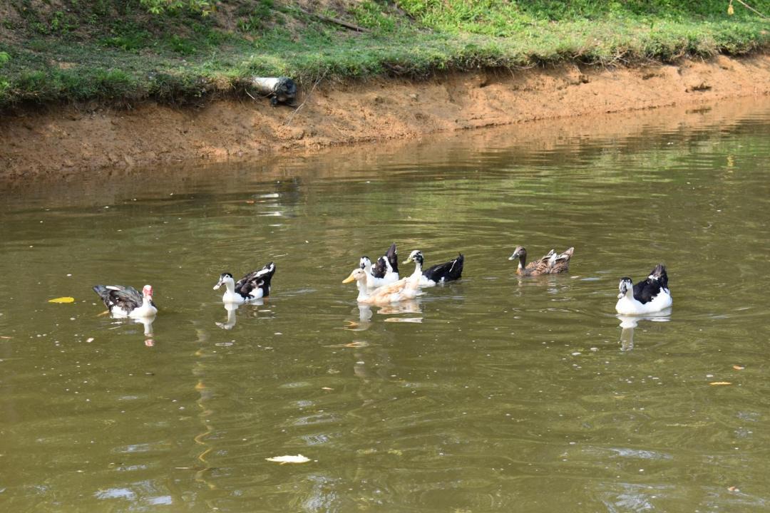 Photo of Others in Virarajendrapet
