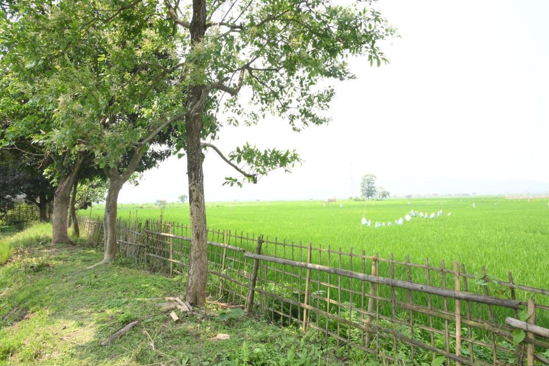 Photo of Others in Nagaon