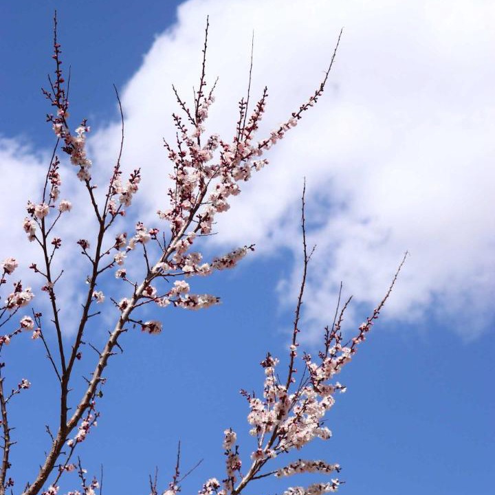 Photo of Outdoor in Leh