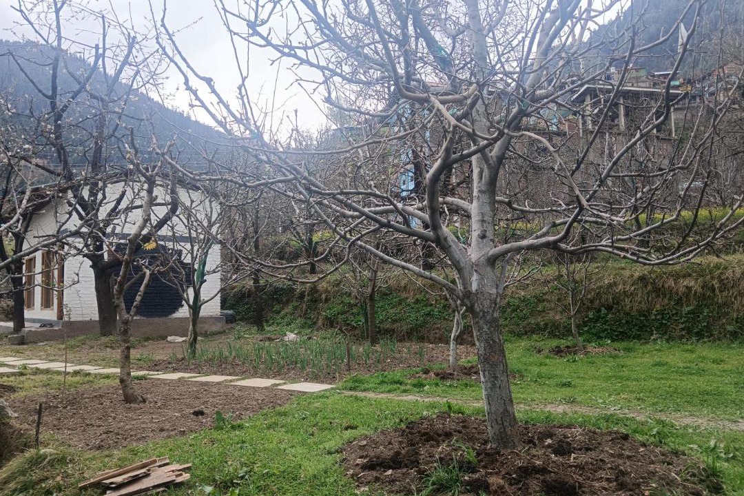 Photo of Others in Old Manali