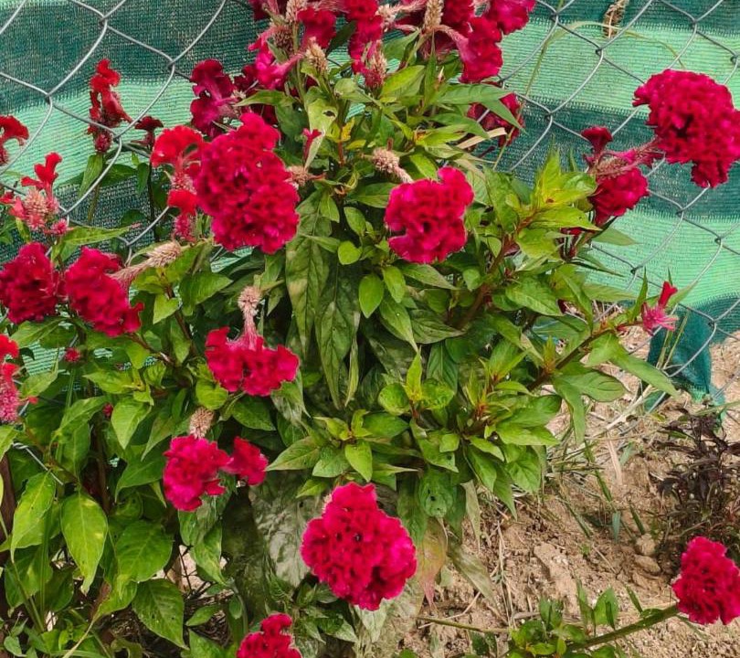 Photo of Outdoor in Kanthalloor