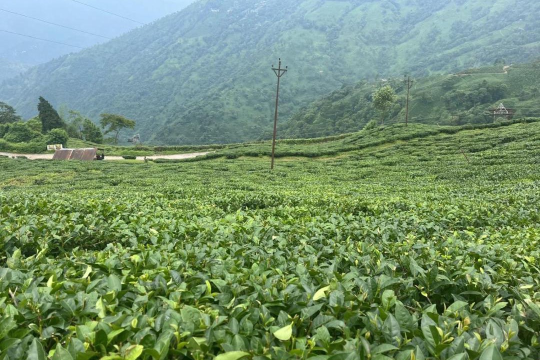 Photo of Others in Darjeeling