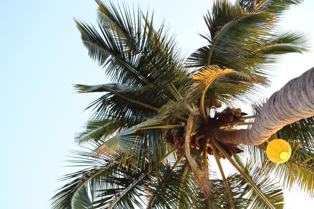 Photo of Others in Agonda