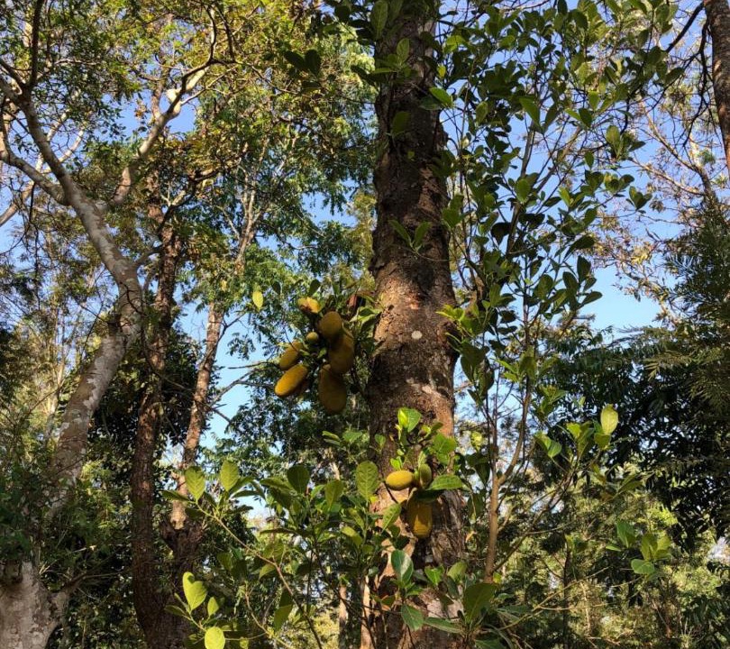Photo of Outdoor in Alur