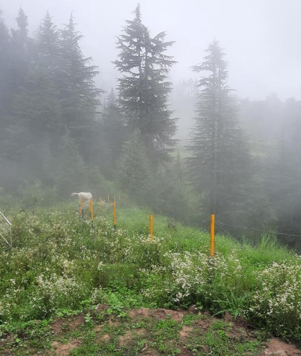 Photo of Others in Khajjiar