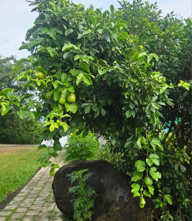Photo of Others in Todupulai