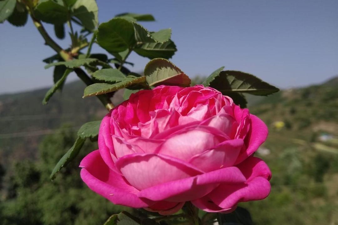 Photo of Outdoor in Naina Range