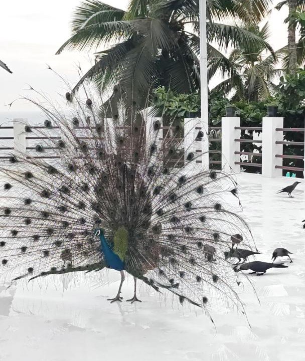 Photo of Others in Kovalam