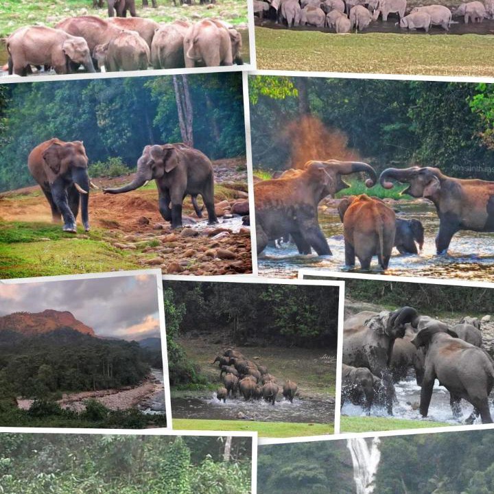 Photo of Others in Devikolam