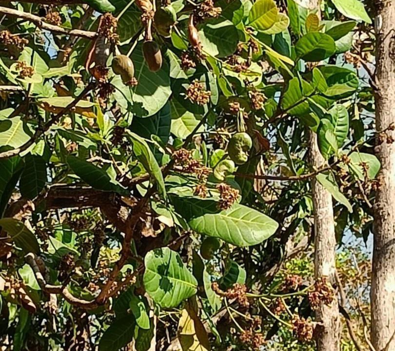 Photo of Others in Anjanvel