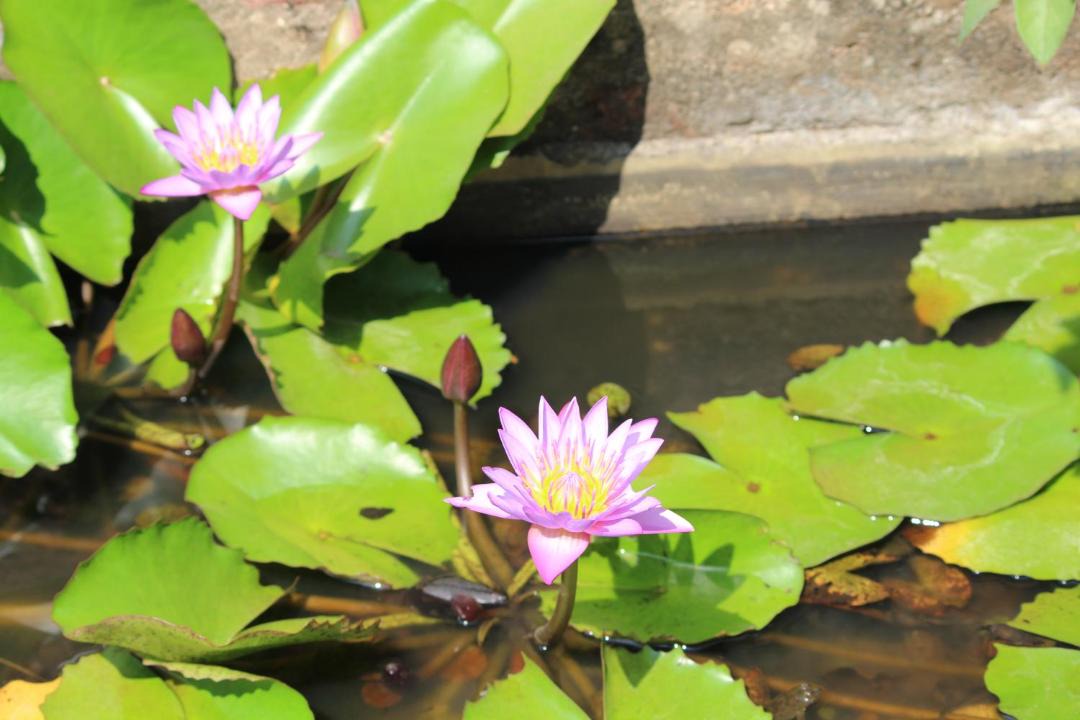 Photo of Others in Ratnagiri