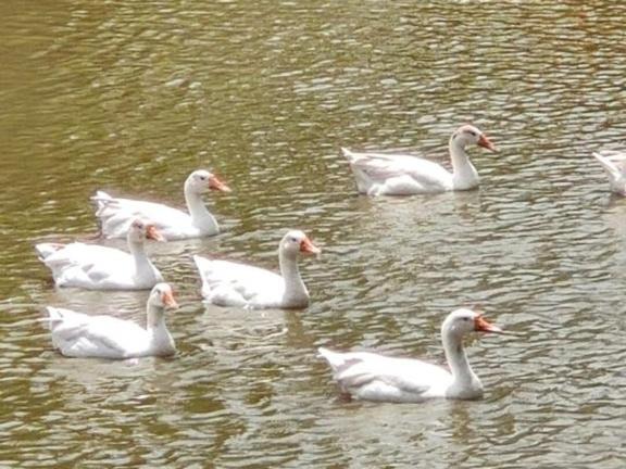 Photo of Others in Gangapur