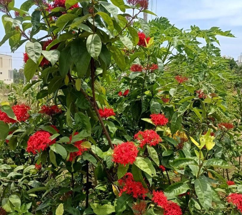 Photo of Outdoor in Mysore