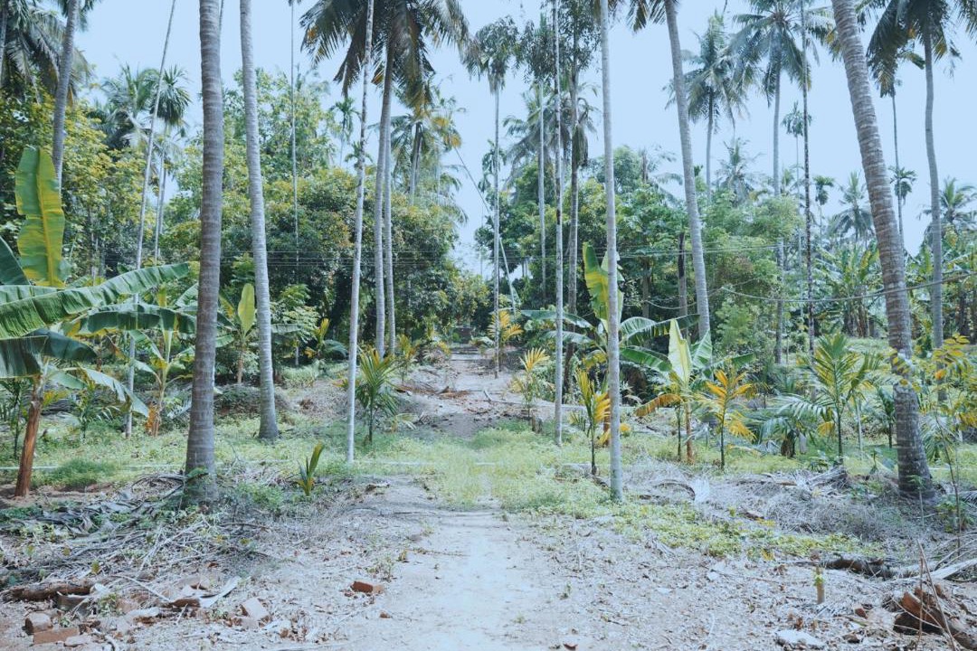 Photo of Others in Cherplassery