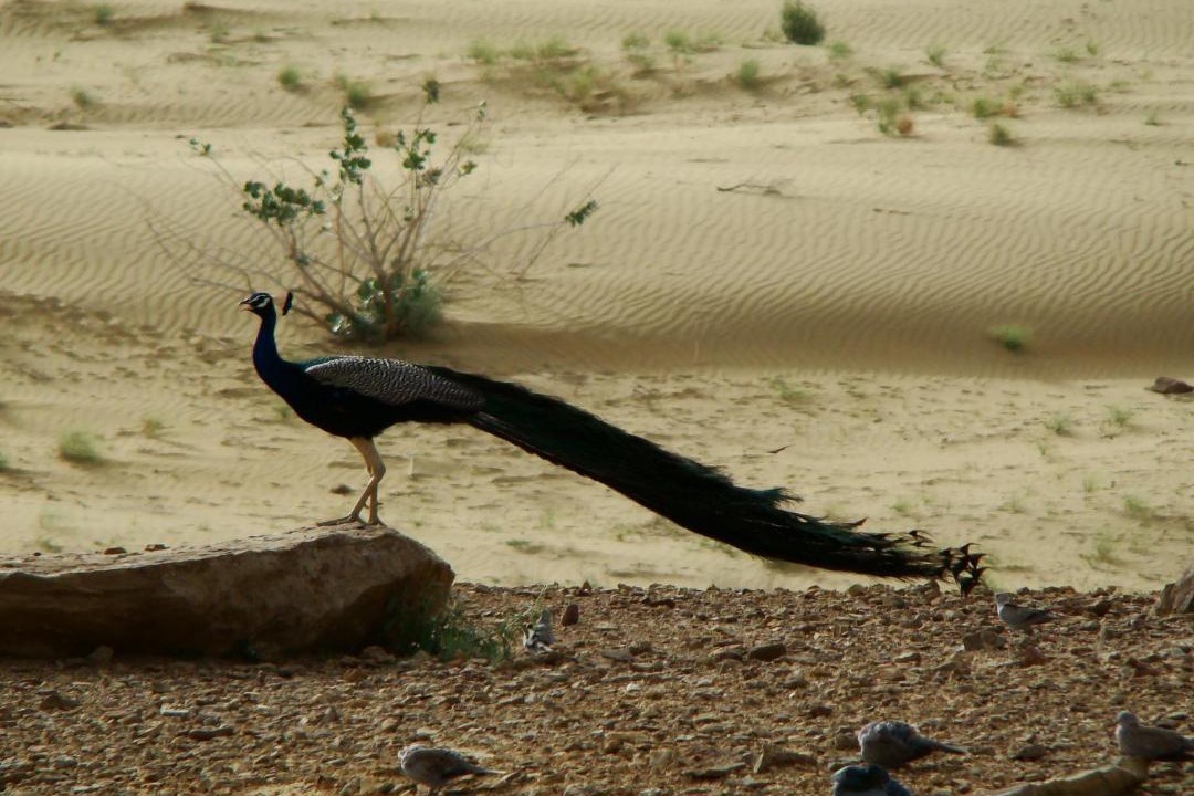 Photo of Others in Amar Sagar Pol