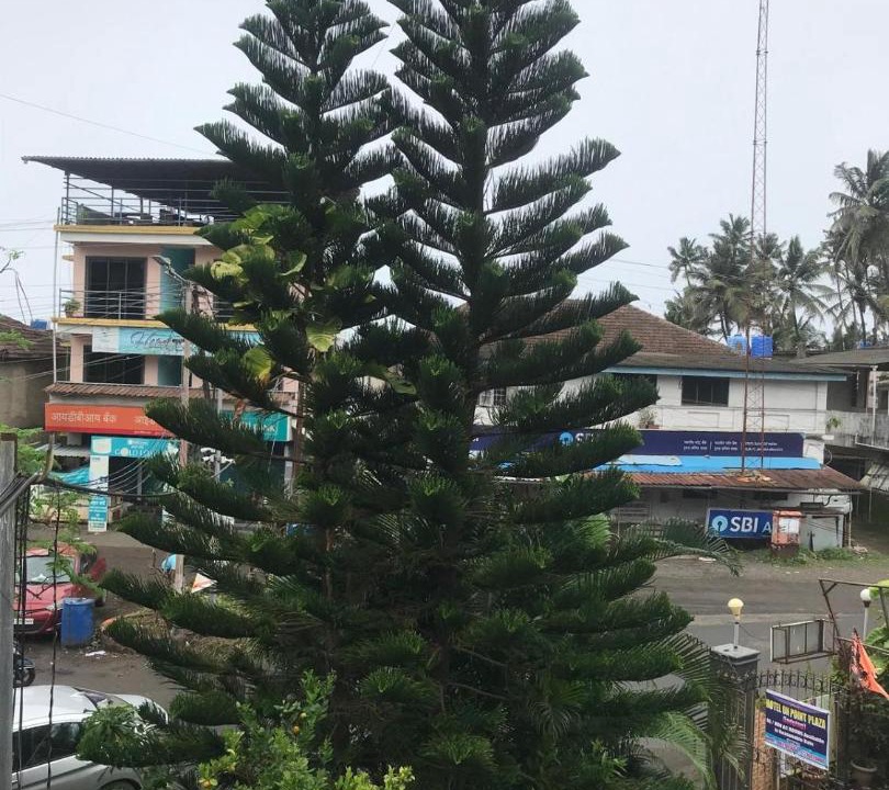 Photo of Others in Murud