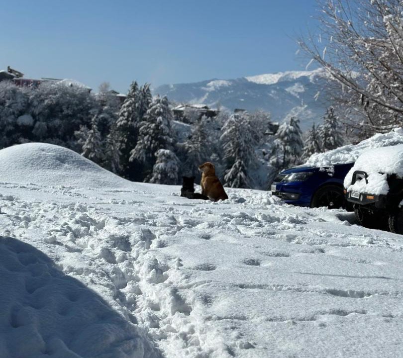 Photo of Others in Manali