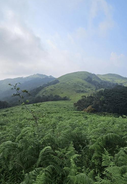 Photo of Others in Agumbe