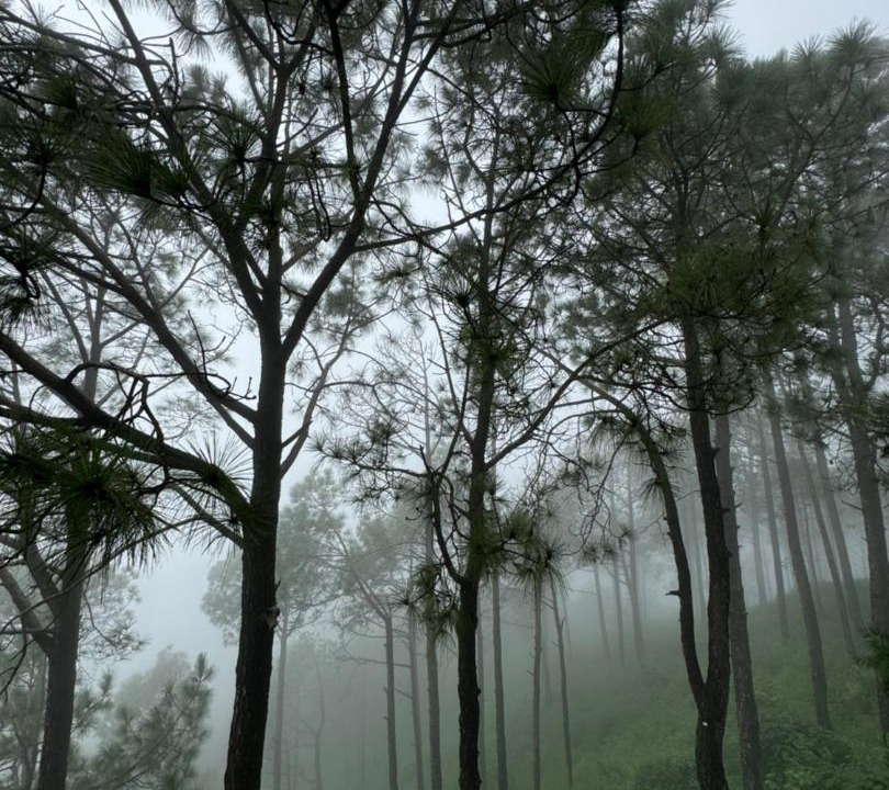 Photo of Others in Kasauli