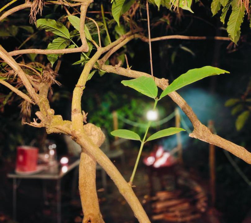 Photo of Others in Kalpetta
