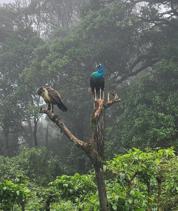Photo of Others in Valparai