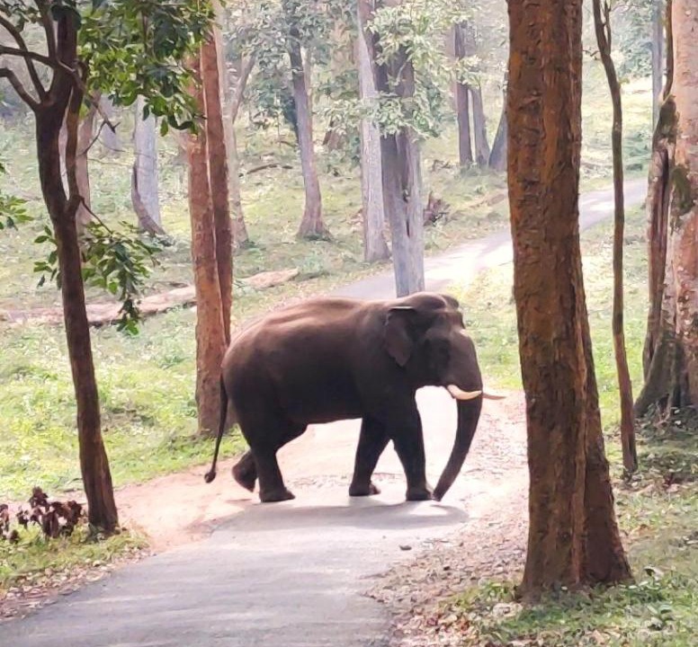 Photo of Others in Mananthavady