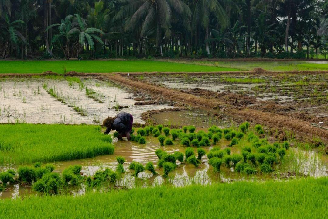 Photo of Others in Cherplassery