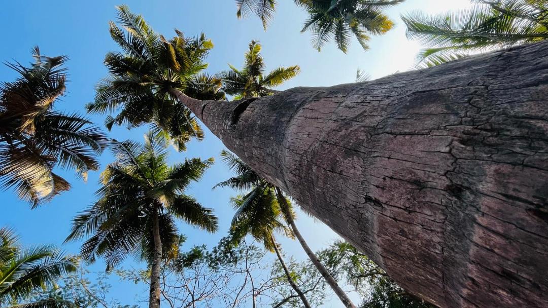 Photo of Others in Palolem