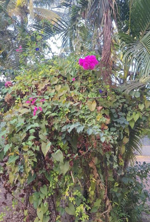 Photo of Others in Murud