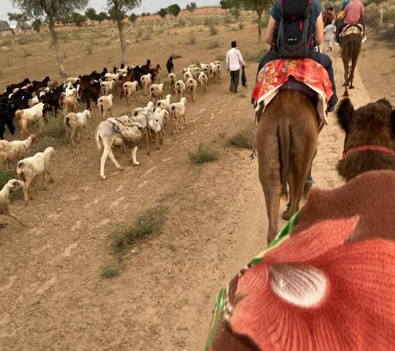 Photo of Others in Bikaner