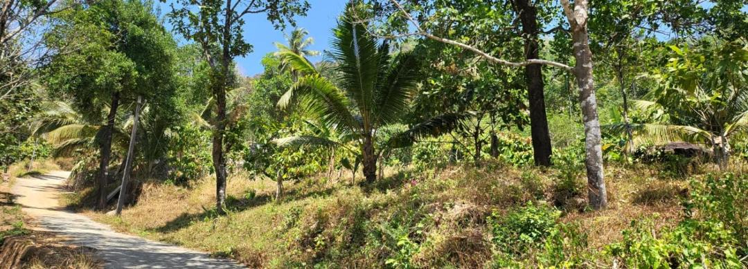 Photo of Outdoor in Todupulai