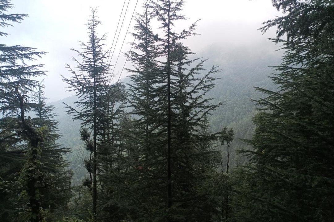 Photo of Outdoor in Chail